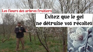 Fruitiers & Gelées Tardives (Astuces et Techniques pour Réussir)