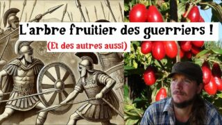 N’oubliez pas ce fruit oublié !