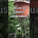 Cultiver les tomate suspendues  #tomates #permaculture
