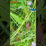 Il pleut, il mouille, c’est la fête à la limace dans le jardin de notre journaliste Estelle ! 🐌🪴