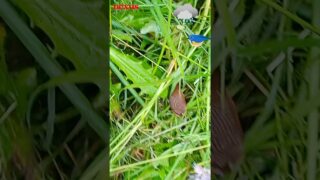 Il pleut, il mouille, c’est la fête à la limace dans le jardin de notre journaliste Estelle ! 🐌🪴