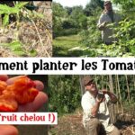 La meilleure méthode pour planter les tomates… Et on découvre le Cornus kousa