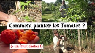 La meilleure méthode pour planter les tomates… Et on découvre le Cornus kousa