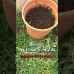 Réussir les tomates en pots (méthode surprenante) #permaculture