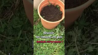 Réussir les tomates en pots (méthode surprenante) #permaculture