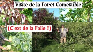 Visite de la Forêt Comestible… (2025 c’est de la Folie !)