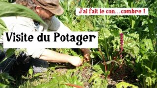 Concombres et Cornichons au potager (petite visite début juin)