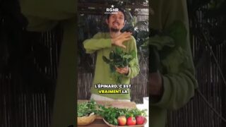 Le jus d’épinards pour la santé digestive