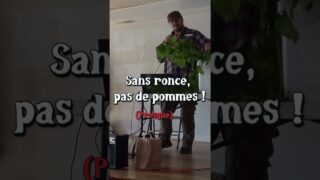 Sans ronce, pas de pommes !  #permaculture #agriculture