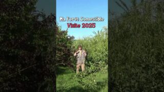 Visite de ma Forêt Comestible en 2025 #permaculture