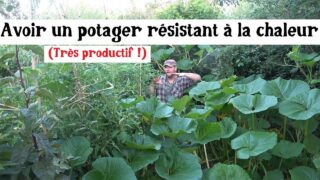 Avoir un potager résistant à la chaleur !