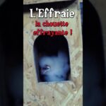 La Chouette Effrayante (presque)  #oiseaux  #jardin
