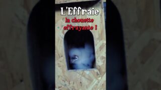 La Chouette Effrayante (presque)  #oiseaux  #jardin