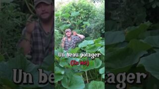 Un beau potager en été #potager #permaculture