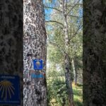 Étape 11 Polminhac – Aurillac – Laborie #ViaArverna