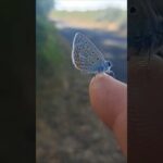 Étape 17 Rocamadour Bénédiction des pèlerins à la messe Pendentif offert 🎁 et mes amis les papillons