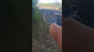 Étape 17 Rocamadour Bénédiction des pèlerins à la messe Pendentif offert 🎁 et mes amis les papillons
