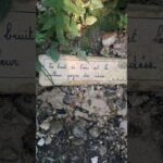 Étape 21 – Le bruit de l’eau #gr65 #viapodiensis #compostelle