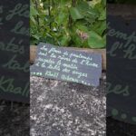 Étape 9 – Laveissiere – Saint-Jacques Des Blas #ViaArverna