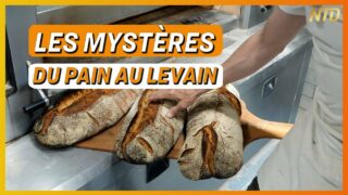 Le levain : les bienfaits oubliés d’un trésor millénaire