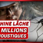 Une usine à moustiques chinoise en lâche des millions ; un virologue tire la sonnette d’alarme