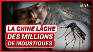 Une usine à moustiques chinoise en lâche des millions ; un virologue tire la sonnette d’alarme