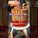 Du Raisin et des poules ! #jardin #permaculture