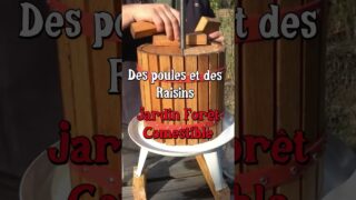 Du Raisin et des poules ! #jardin #permaculture