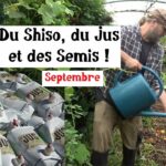 Du Shiso, du Jus et des Semis au jardin !