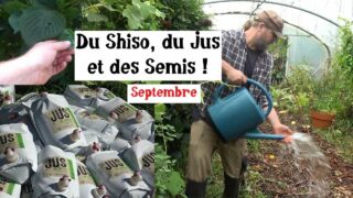 Du Shiso, du Jus et des Semis au jardin !