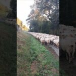 Étape 37 – Aroue – Cibits – Le troupeau 🐑 #gr65 #viapodiensis
