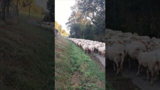 Étape 37 – Aroue – Cibits – Le troupeau 🐑 #gr65 #viapodiensis