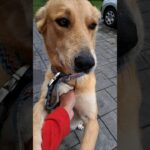 Étape 37 – Aroue – Cibits – Plume La chienne des deux fées 🧚‍♀️ #gr65 #viapodiensis