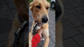 Étape 37 – Aroue – Cibits – Plume La chienne des deux fées 🧚‍♀️ #gr65 #viapodiensis
