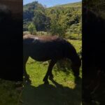 Étape 38 – Saint jean pied de port- Roncevaux – Auritz Les chevaux 🐎🐎🐎 #caminofrancés