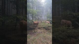 Étape 41 Lantz – Elizondo #caminodelbastan  #GR225 🐑🐄