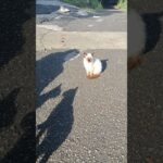Étape 49 Marquina – Pozueta Auzoa La capitale des chats 😺😺😺#caminodelnorte