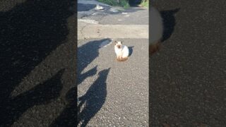 Étape 49 Marquina – Pozueta Auzoa La capitale des chats 😺😺😺#caminodelnorte