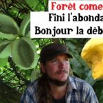 Forêt comestible : Fini l’abondance, bonjour la débordance !
