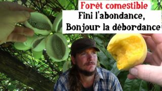 Forêt comestible : Fini l’abondance, bonjour la débordance !
