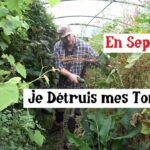 Je Détruis des Tomates en Septembre ! Je Détruis des Tomates en Septembre !