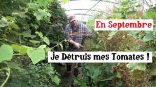 Je Détruis des Tomates en Septembre !