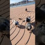 Étape 63 Playa de Guadamía – Ribadesella 🕊😺 #caminodelacosta