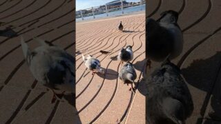Étape 63 Playa de Guadamía – Ribadesella 🕊😺 #caminodelacosta