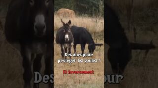 Des poules et des ânes #permaculture #poules Des poules et des ânes #permaculture #poules