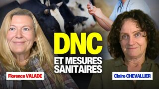 La dermatose nodulaire contagieuse : on fait le point La dermatose nodulaire contagieuse : on fait le point