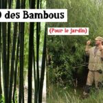 les 10 meilleurs bambous à cultiver ! (presque) les 10 meilleurs bambous à cultiver ! (presque)