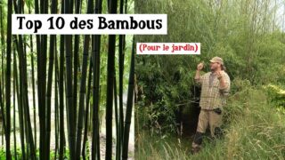les 10 meilleurs bambous à cultiver ! (presque) les 10 meilleurs bambous à cultiver ! (presque)