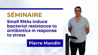 Pierre Mandin, Aix-Marseille Université, CRNS, laboratoire de chimie bactérienne