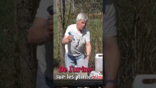 De l’urine au jardin #jardin #permaculture